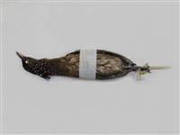 藏品(黑冠麻鷺)的圖片